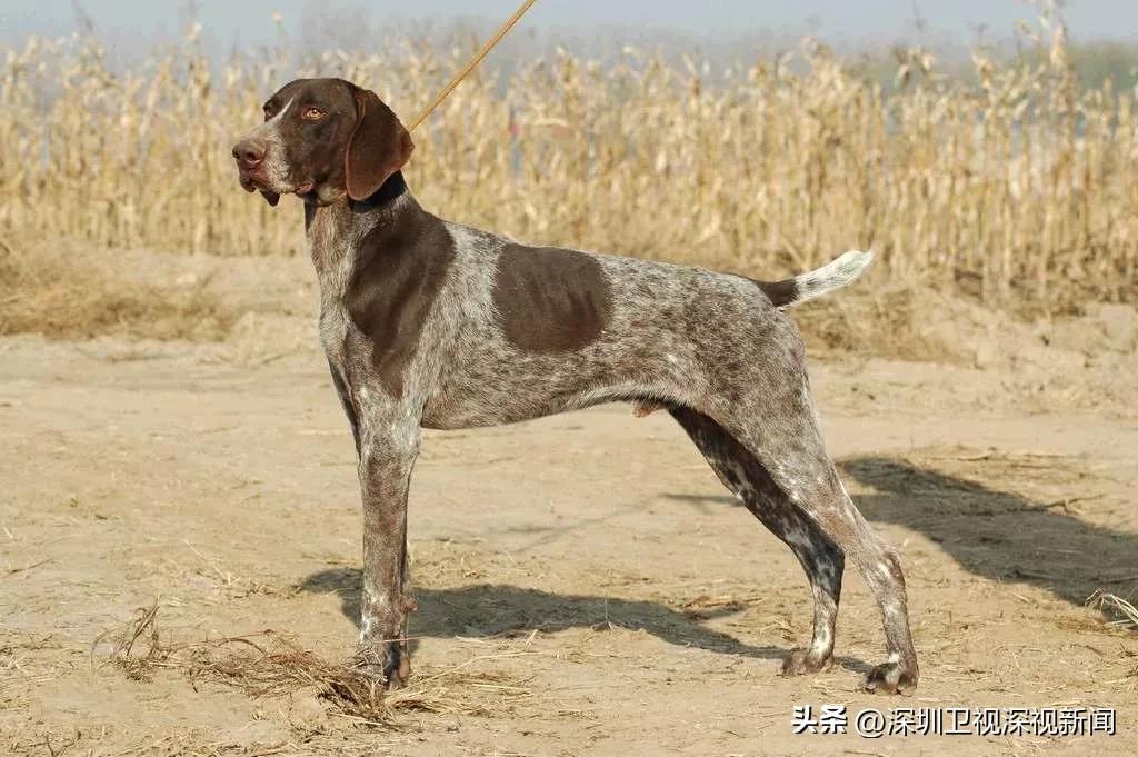 事关犬类禁养！深圳新增14种烈性犬