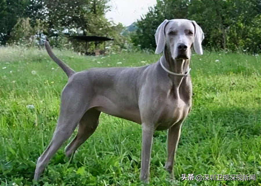 事关犬类禁养！深圳新增14种烈性犬