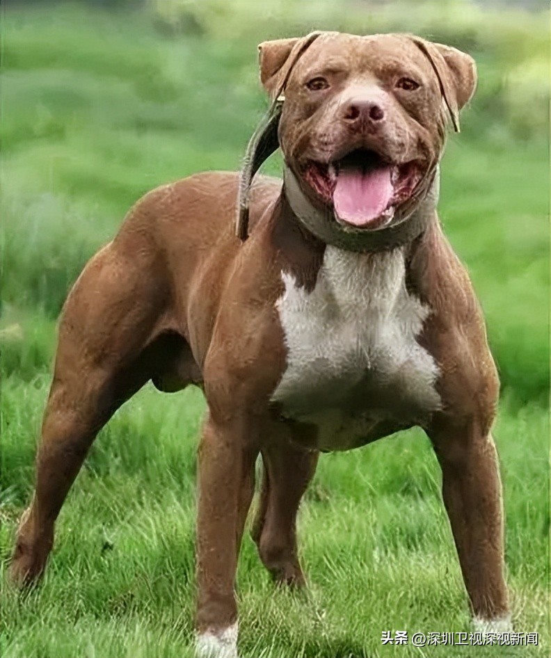 事关犬类禁养！深圳新增14种烈性犬