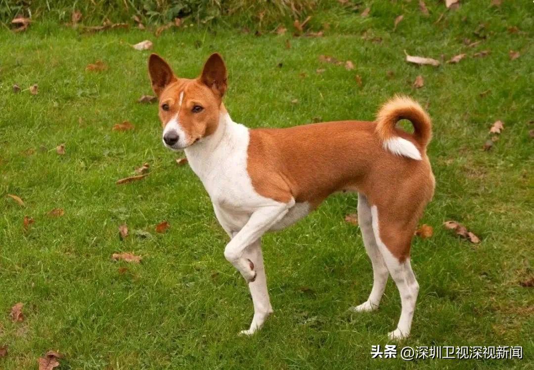 事关犬类禁养！深圳新增14种烈性犬