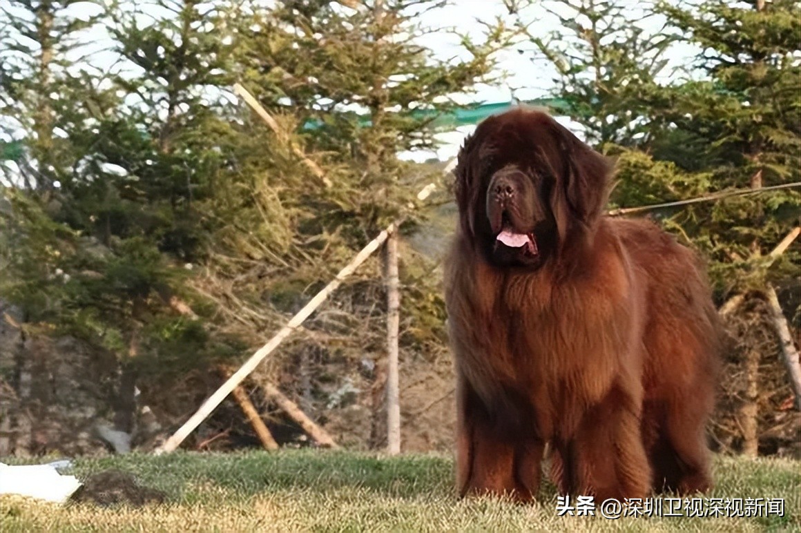 事关犬类禁养！深圳新增14种烈性犬