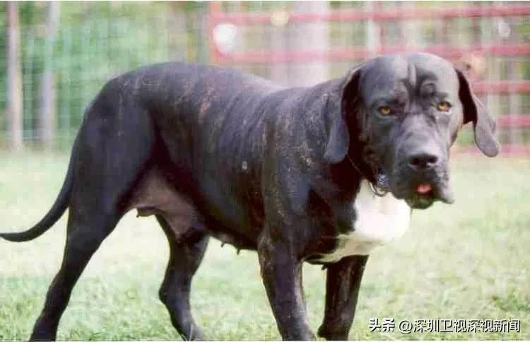 事关犬类禁养！深圳新增14种烈性犬