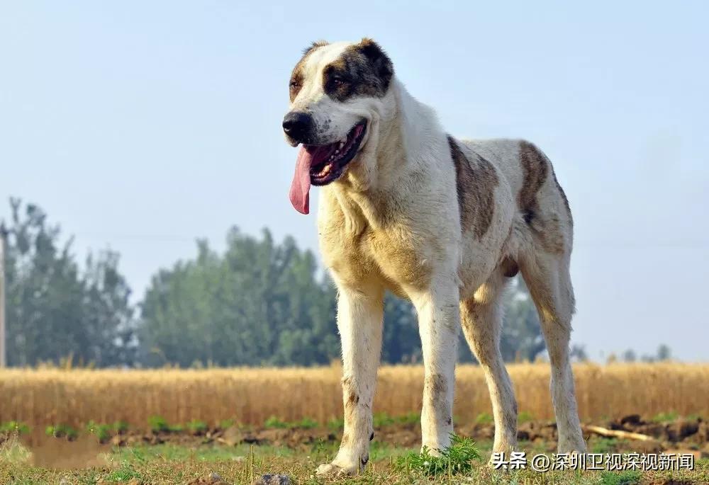 事关犬类禁养！深圳新增14种烈性犬