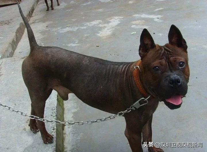 事关犬类禁养！深圳新增14种烈性犬