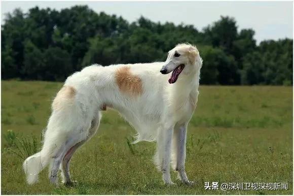 事关犬类禁养！深圳新增14种烈性犬