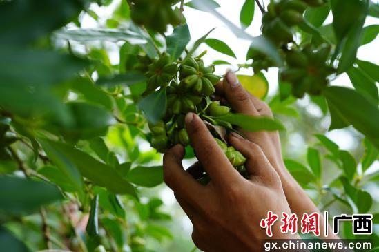 广西藤县：矮化八角挂满枝 科技赋能产业兴