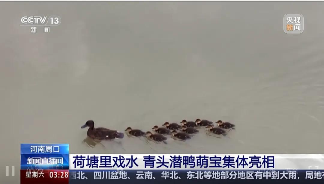 央视聚焦30余次！河南文旅多彩活动畅爽一夏