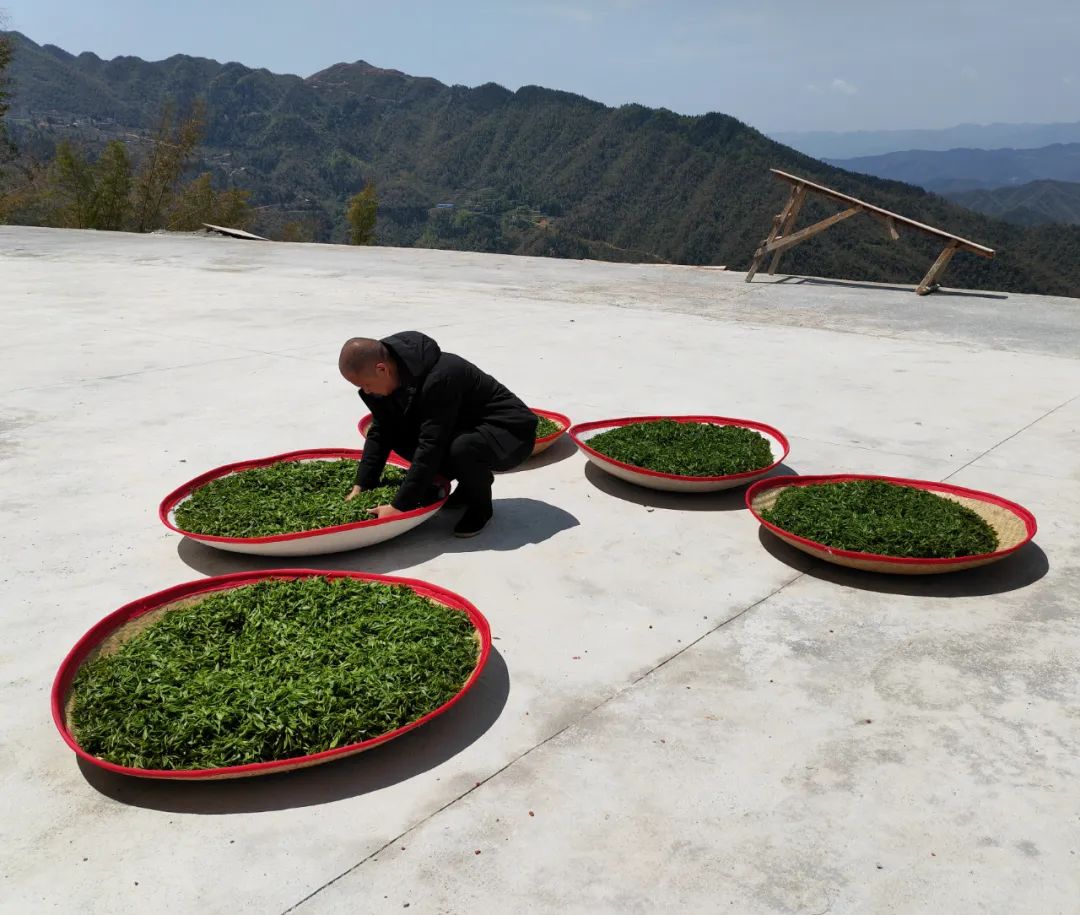 法治是最好的营商环境||春光不负制茶人，法治助力促振兴