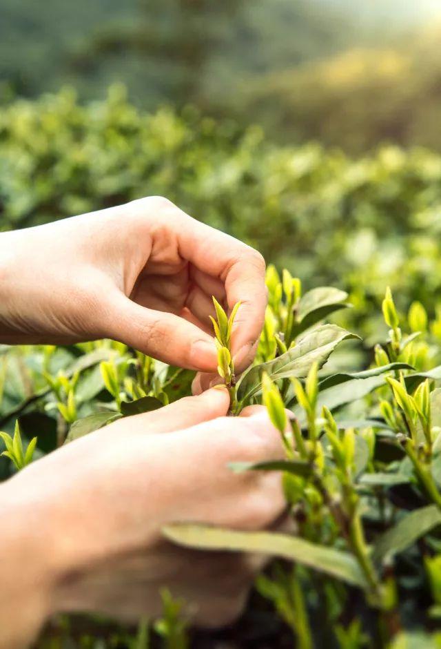 洪雅这座历史悠久县城：有着自己的文化底蕴，也有自己本土文化