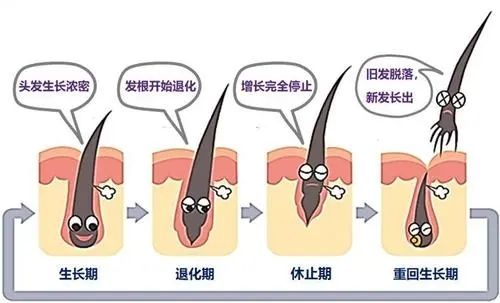 丝科慕毛发营养液专业版H