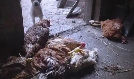 神秘民间秘法大揭秘：法术、实验与奇闻