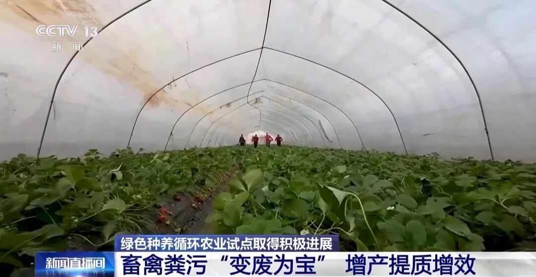 【有机肥产业】探索多种技术模式 有机肥“点粪成金”