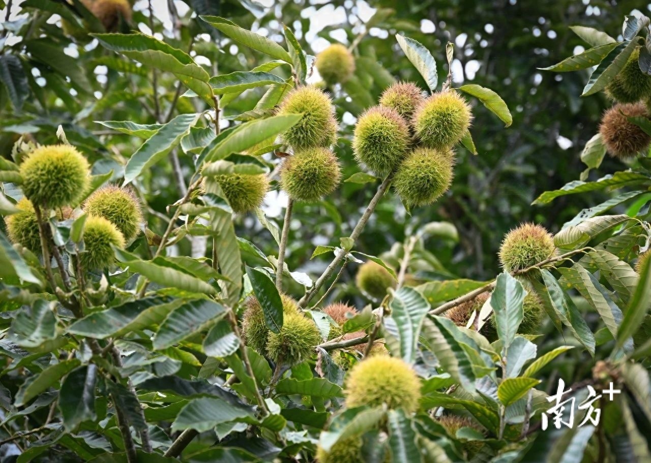春州土特产⑥丨春湾乡村的秋天，是栗子味的