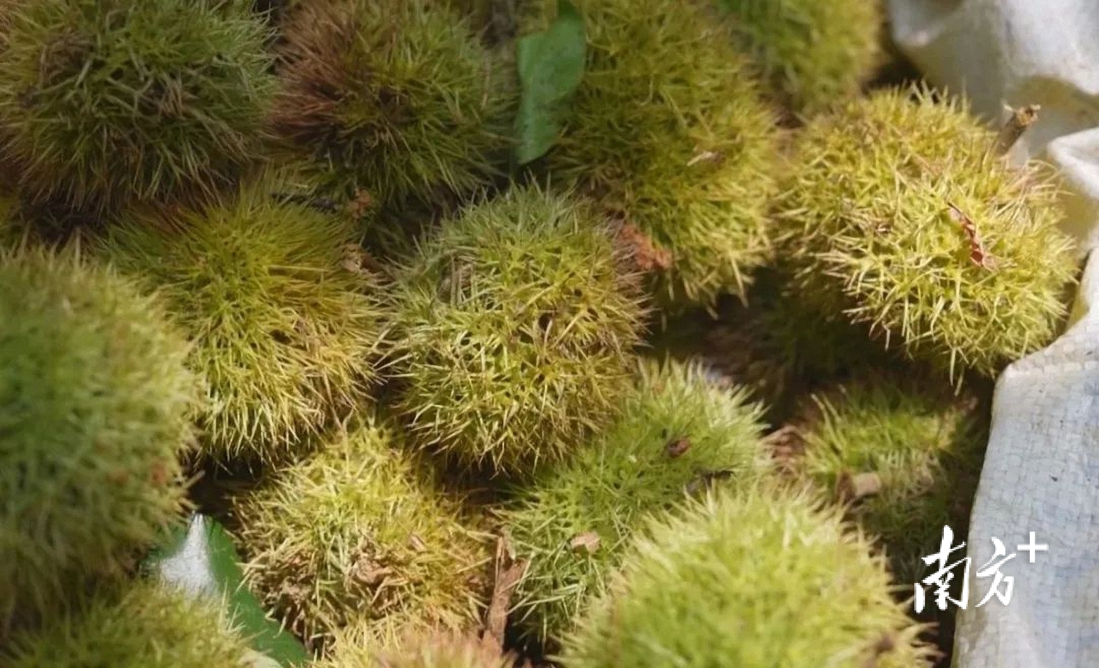 春州土特产⑥丨春湾乡村的秋天，是栗子味的