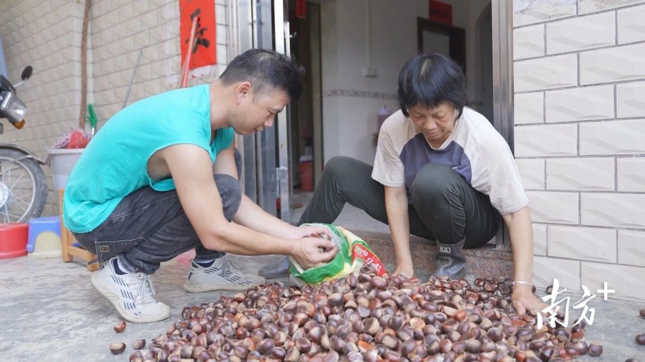 春州土特产⑥丨春湾乡村的秋天，是栗子味的