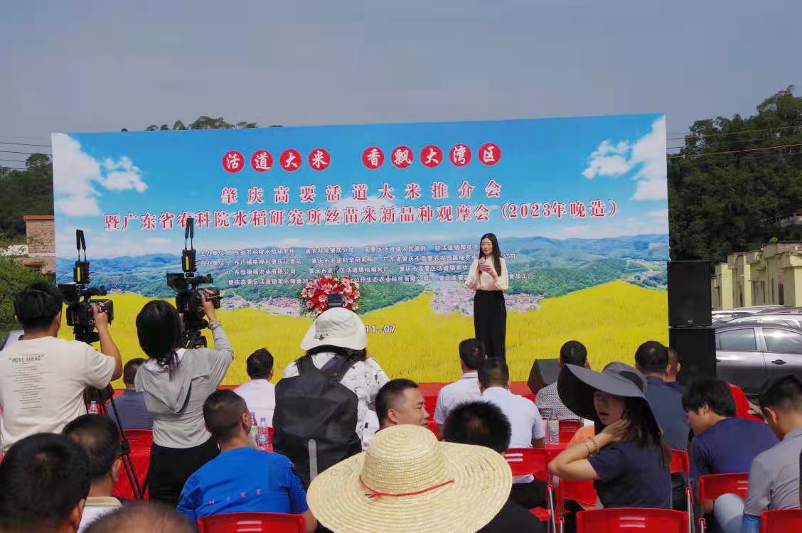 【触电新闻】肇庆高要活道大米推介会暨广东省农科院水稻研究所 丝苗米新品种观摩会（2023年晚造）圆满举行