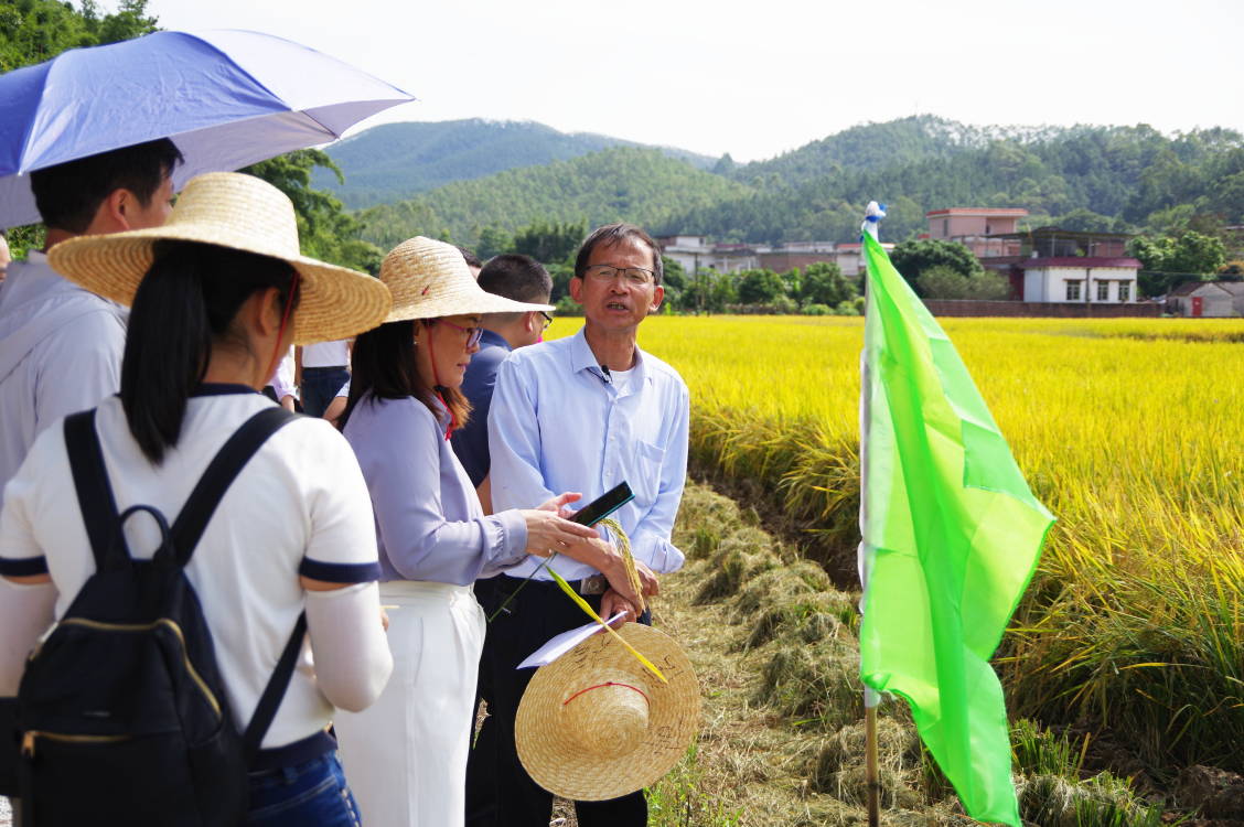 【触电新闻】肇庆高要活道大米推介会暨广东省农科院水稻研究所 丝苗米新品种观摩会（2023年晚造）圆满举行