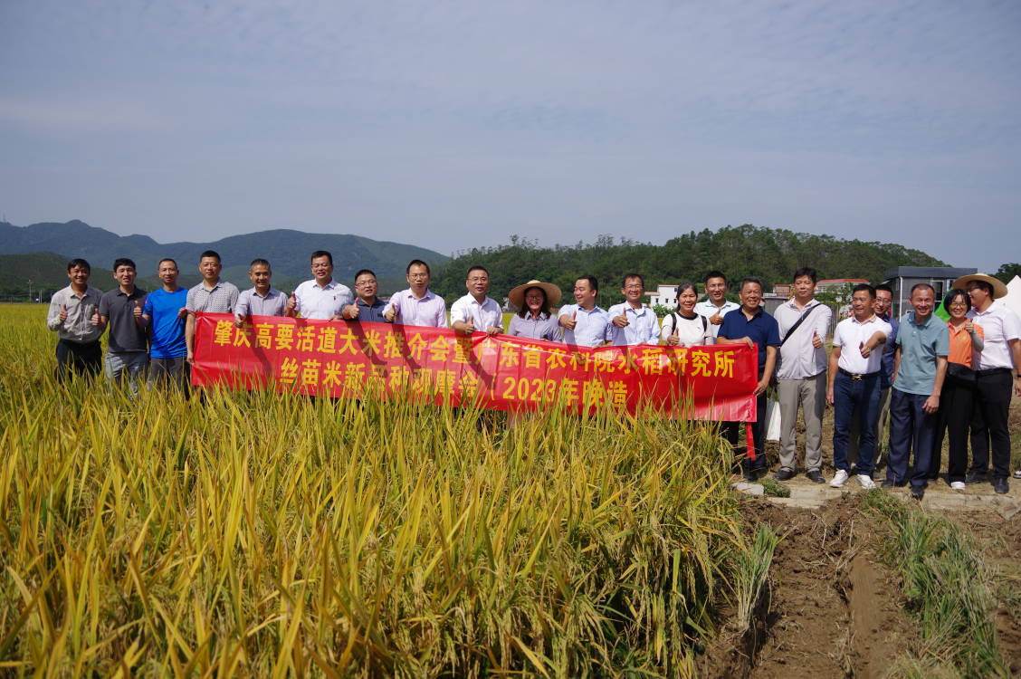 【触电新闻】肇庆高要活道大米推介会暨广东省农科院水稻研究所 丝苗米新品种观摩会（2023年晚造）圆满举行