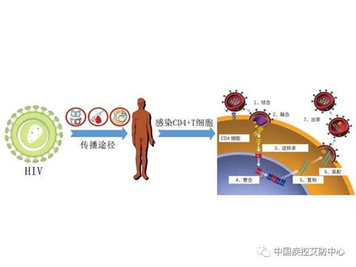 来源： 艾防中心
