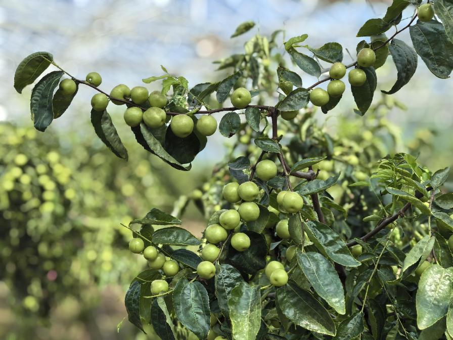 陕西大荔：黄河岸边的璀璨明珠