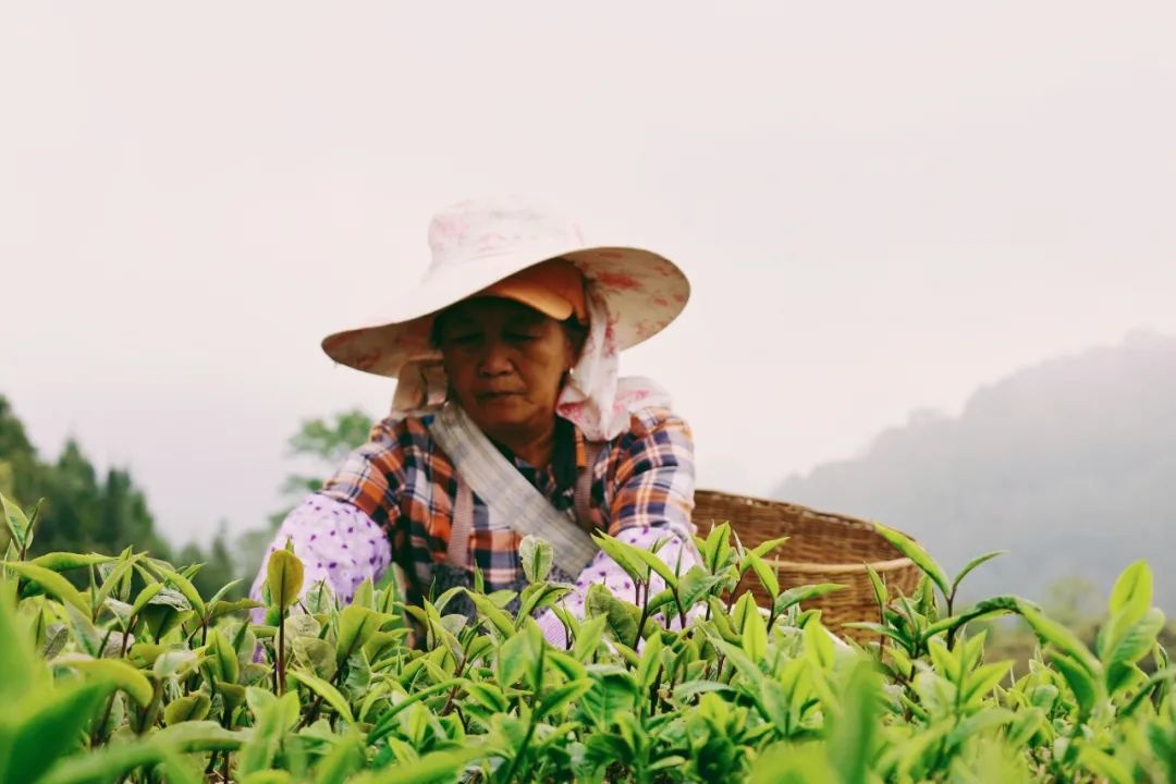 普洱江城：迎来首批春茶抢“鲜”开采