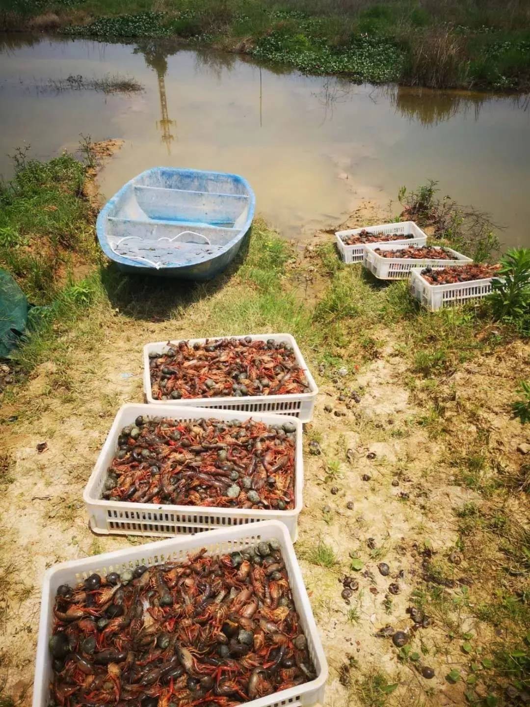 熊孩子花10元钱毒死数千斤小龙虾！吃货和虾农一起哀嚎…