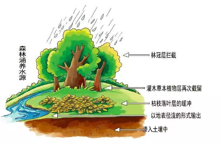 森林锐减与温室效应，到底有怎样的关联？