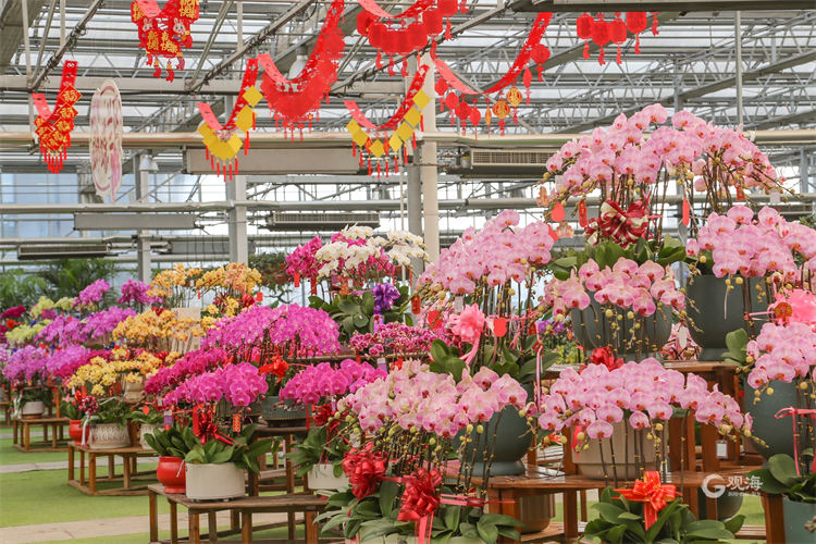 青岛：迎新春，花卉市场“热”起来