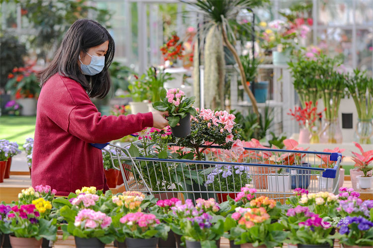 青岛：迎新春，花卉市场“热”起来