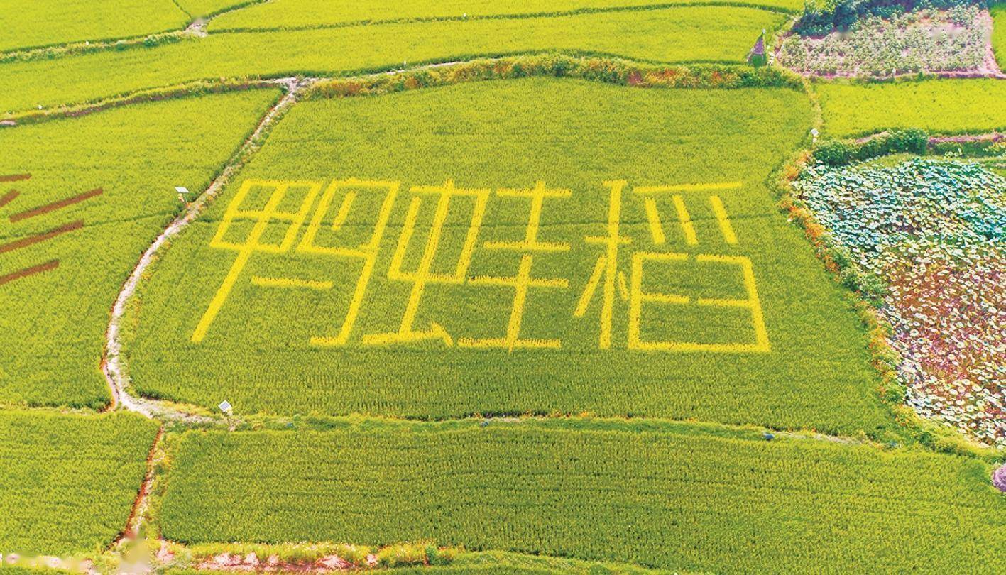 石首巩固脱贫成果推进乡村振兴纪实：绘就美丽乡村新画卷