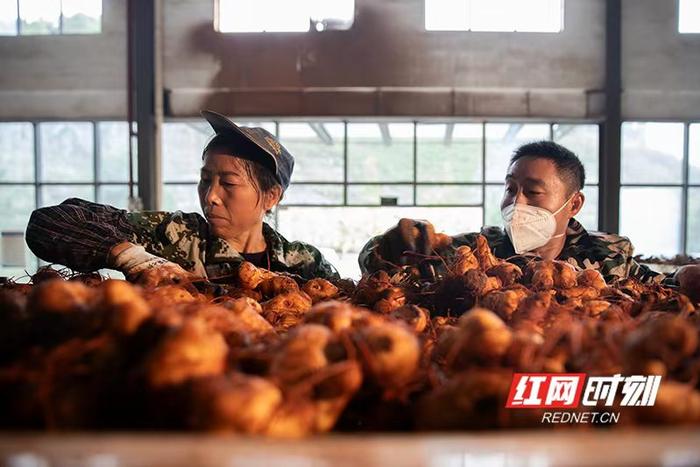 组图｜新晃黄精“出港记”