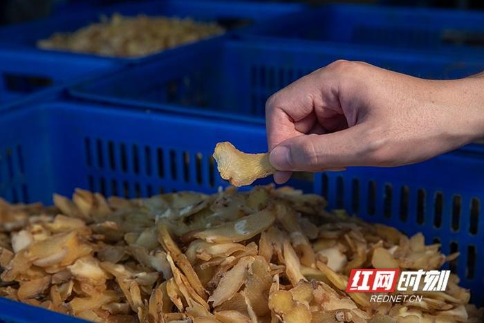 组图｜新晃黄精“出港记”