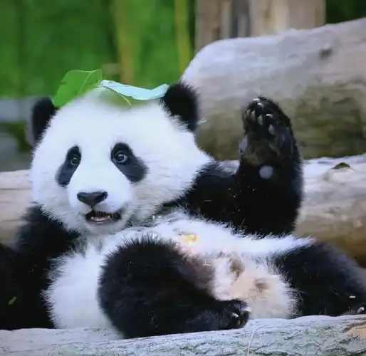大熊猫谣言背后的网络操控与司法严惩