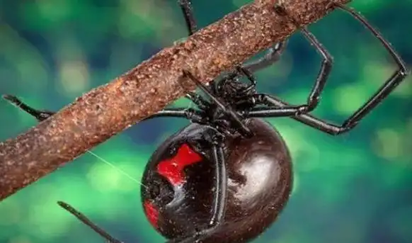 如何判断蜘蛛有无毒性？我国有哪些危险的蜘蛛种类？