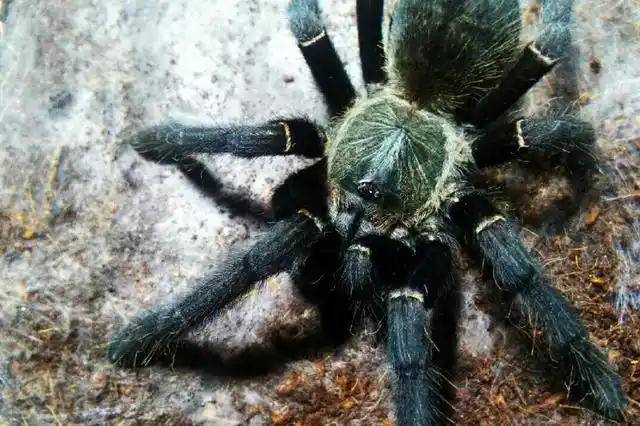 如何判断蜘蛛有无毒性？我国有哪些危险的蜘蛛种类？