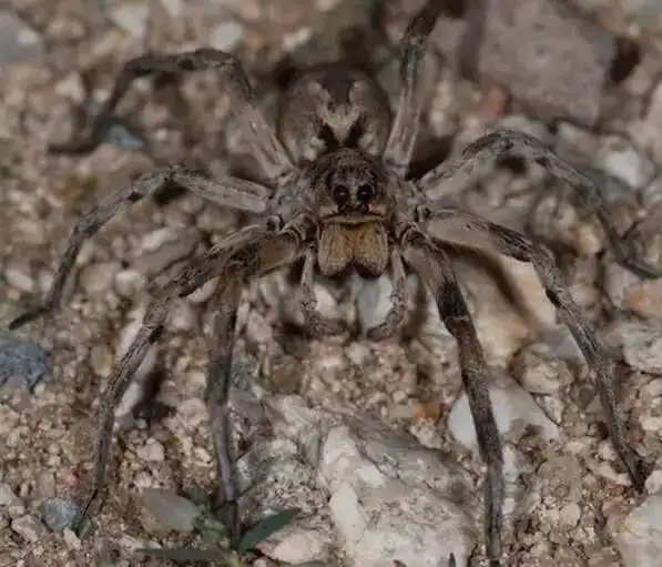 如何判断蜘蛛有无毒性？我国有哪些危险的蜘蛛种类？