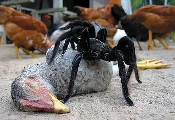 如何判断蜘蛛有无毒性？我国有哪些危险的蜘蛛种类？