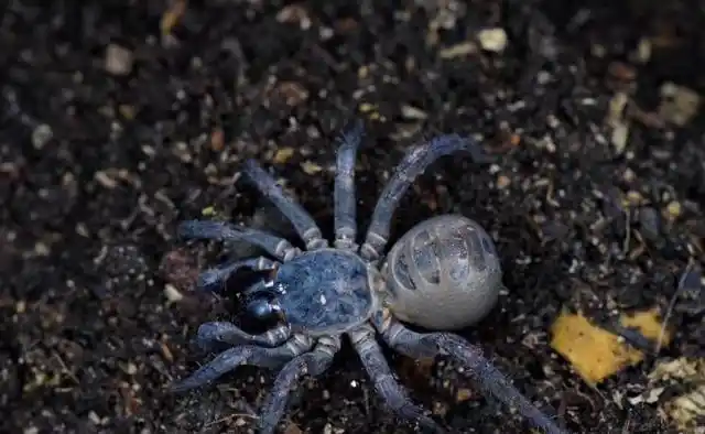 如何判断蜘蛛有无毒性？我国有哪些危险的蜘蛛种类？