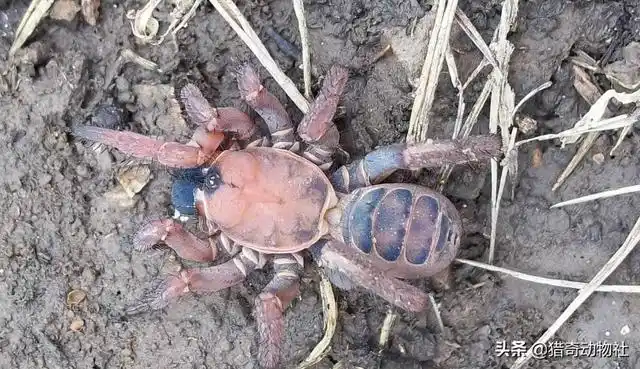 如何判断蜘蛛有无毒性？我国有哪些危险的蜘蛛种类？