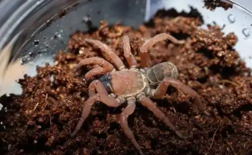 如何判断蜘蛛有无毒性？我国有哪些危险的蜘蛛种类？