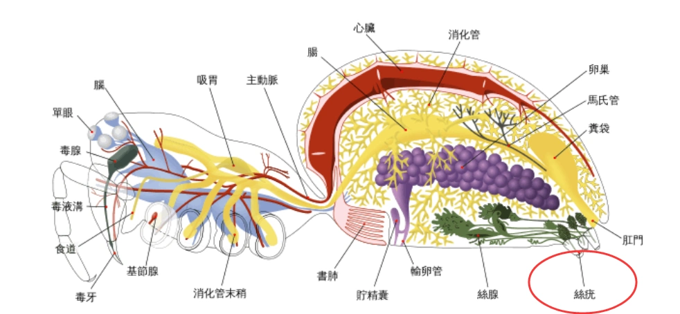 如何判断蜘蛛有无毒性？我国有哪些危险的蜘蛛种类？