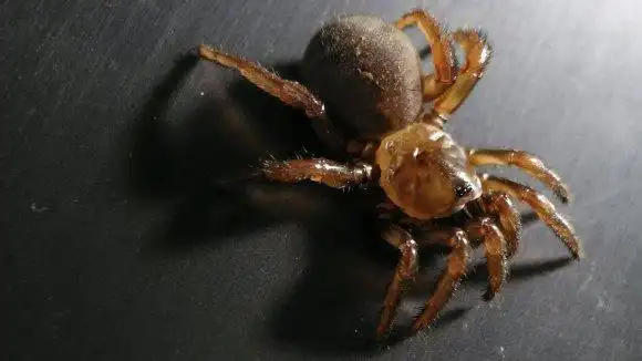 如何判断蜘蛛有无毒性？我国有哪些危险的蜘蛛种类？