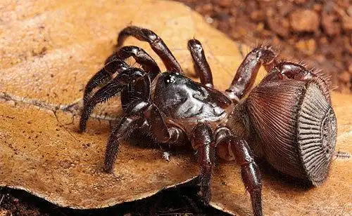 如何判断蜘蛛有无毒性？我国有哪些危险的蜘蛛种类？