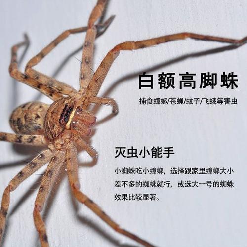 家庭俘获蟑螂高手-白额高脚蛛