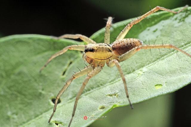 家庭俘获蟑螂高手-白额高脚蛛