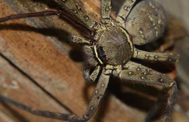 家庭俘获蟑螂高手-白额高脚蛛