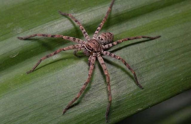 家庭俘获蟑螂高手-白额高脚蛛