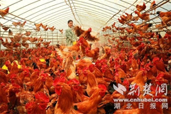 竹山摄协陈昌荣作品荣获国家级2项摄影赛大奖