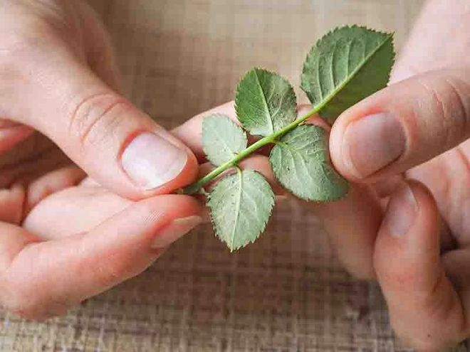 夏天花卉易感染红蜘蛛，特别是阳台养花，虫卵和成虫怎么清理？