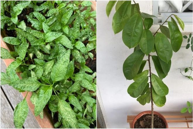 夏天花卉易感染红蜘蛛，特别是阳台养花，虫卵和成虫怎么清理？